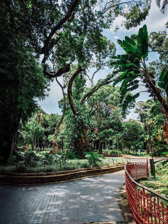 Park With A Lot Of Trees 