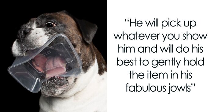 I Photographed This Boxer Dog Holding His Favorite Things (13 Pics)