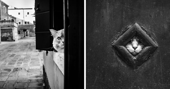 I Like Exploring The Streets Of Venice And Photographing Hiding Cats (22 Pics)