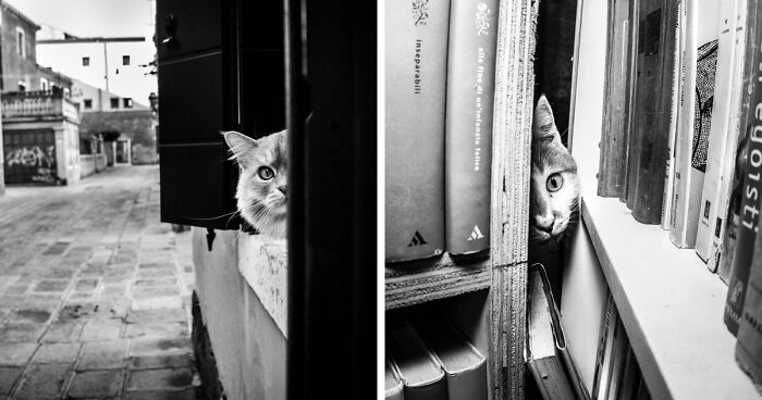 I Took Photographs Of Hiding Cats In Venice, And Here Are The Best 22 Photos