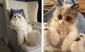 100 Ragdoll Cat Photos That Might Be The Cutest Thing You See Today