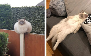 101 Ragdoll Cats For Your Daily Dose Of Serotonin