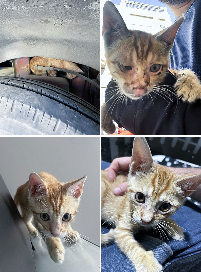 I Rescued A Kitten From A Bus Engine A Week Ago. He Had Ringworms, Conjunctivitis, An Infection In His Ears, Fleas, And An Intestinal Parasite. Before vs. After