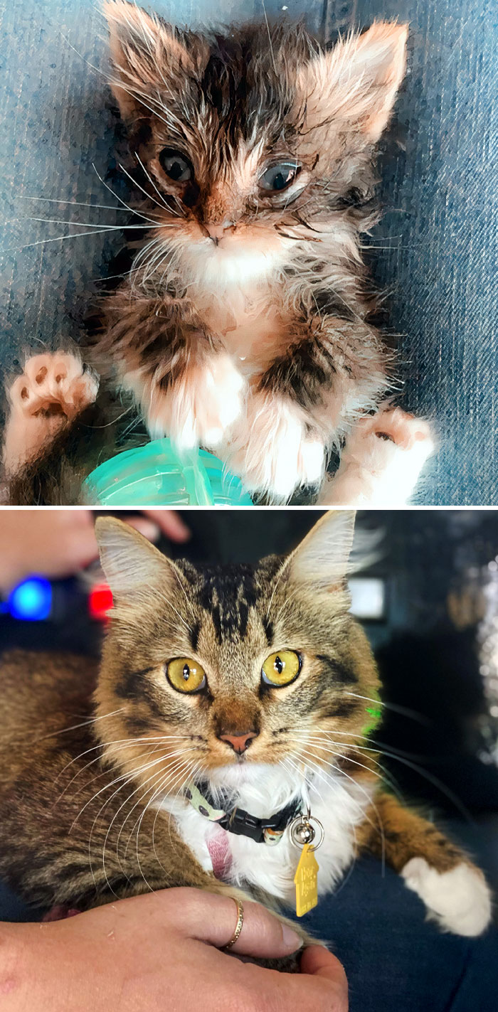 When I Got My Bottle Baby At Two Weeks, He Was Full Of Infections And Buggies. Now The Only Thing He Is Full Of Is Food And Love. Before And After