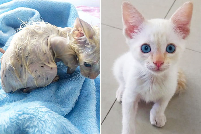 50 People Share How Their Beloved Cats Have Changed Since Being Adopted  (New Pics)