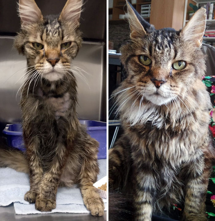 Bobby Wobble's Before And After Adoption. He Was A Stray Who Had To Be Shaved To Get The Mats Out. He Has Hyperthyroid But Otherwise Surprisingly Healthy