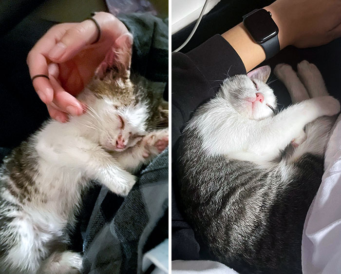 Before And After, I Found Him In A Parking Lot And Brought Him Home With Me. Now He's Sleeping A Lot More Comfortably