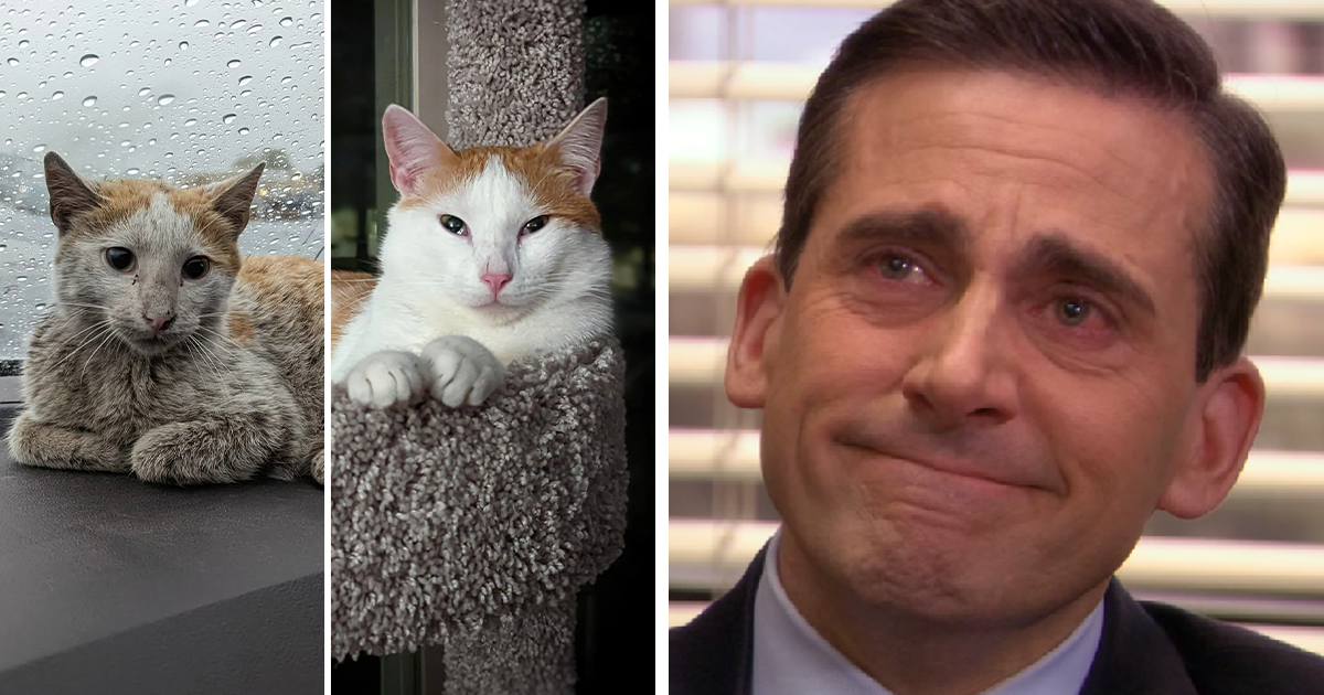 50 People Share How Their Beloved Cats Have Changed Since Being Adopted ...