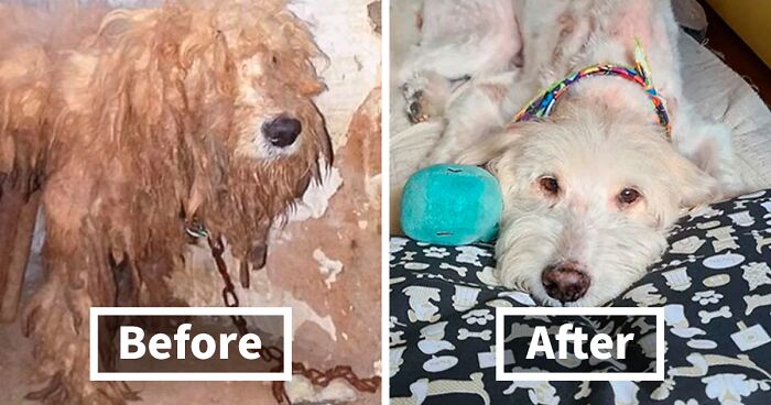 98 Rescue Dogs That Went Through Miraculous Transformations (New Pics)