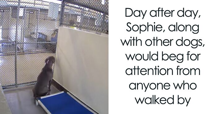 Dog Spends Each And Every Day Waiting To Be Adopted, Her Wish Finally Comes True One Year Later, Thanks To This Viral Video