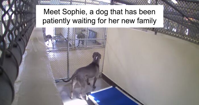 After One Year In A Dog Shelter, Sophie Finally Got Adopted When Her Sad Timelapse Video Of Waiting For A Potential Family Went Viral