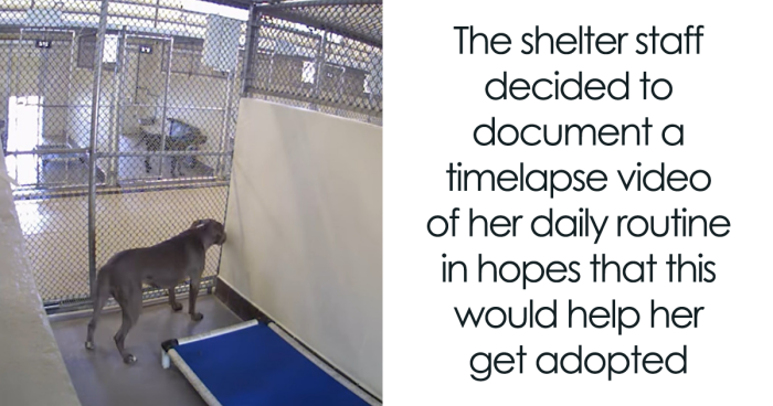 Shelter Staff Decided To Document A Sad Timelapse Video Of A Dog’s Daily Routine In A Kennel In Hopes Of Her Being Adopted