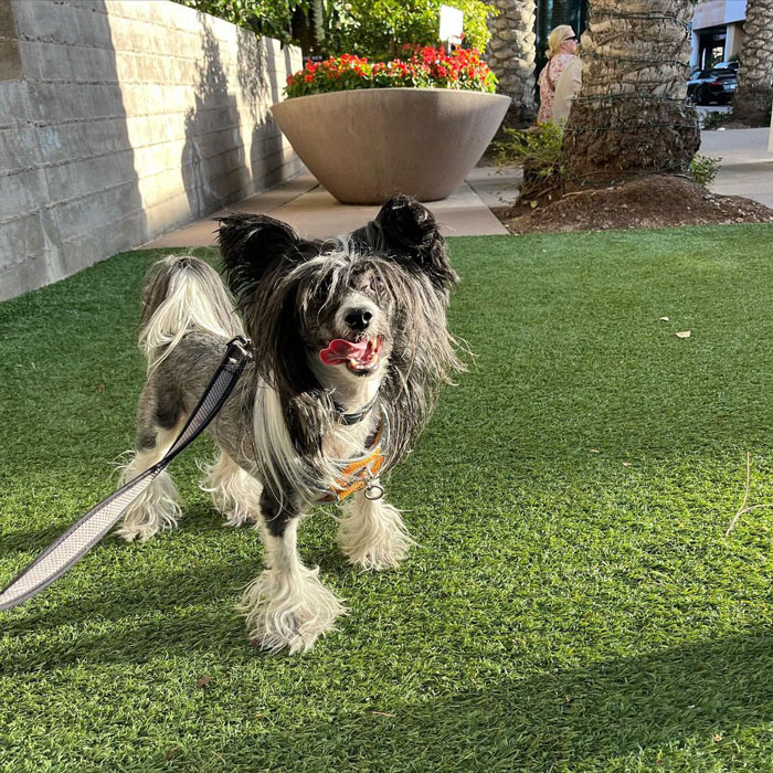 Chinese Crested