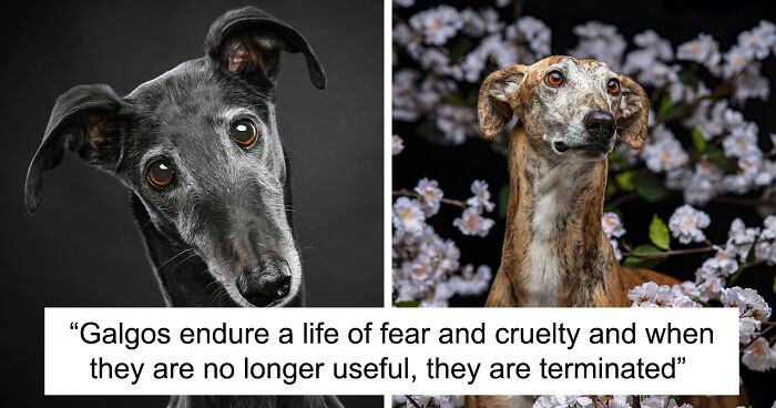 My 34 Photos Of Rescued Galgos And Other Hunting Dogs Of Spain To Raise Awareness Of Their Terrible Living Conditions