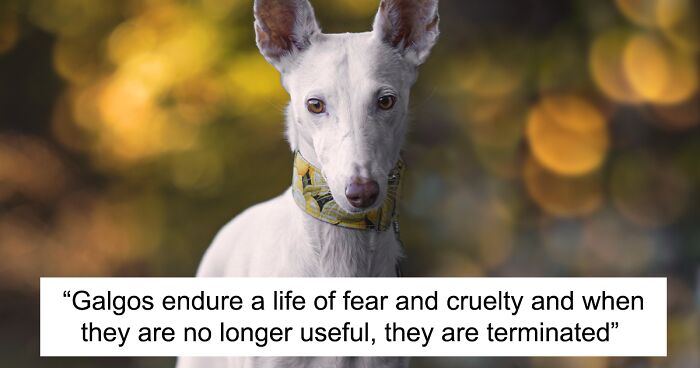 I Take Photos Of Galgos To Bring Attention To Their Terrible Living Conditions (34 Pics)