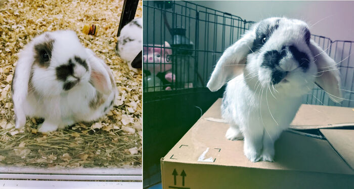 Before Adoption And After Two And A Half Years Of Getting Spoiled Rotten