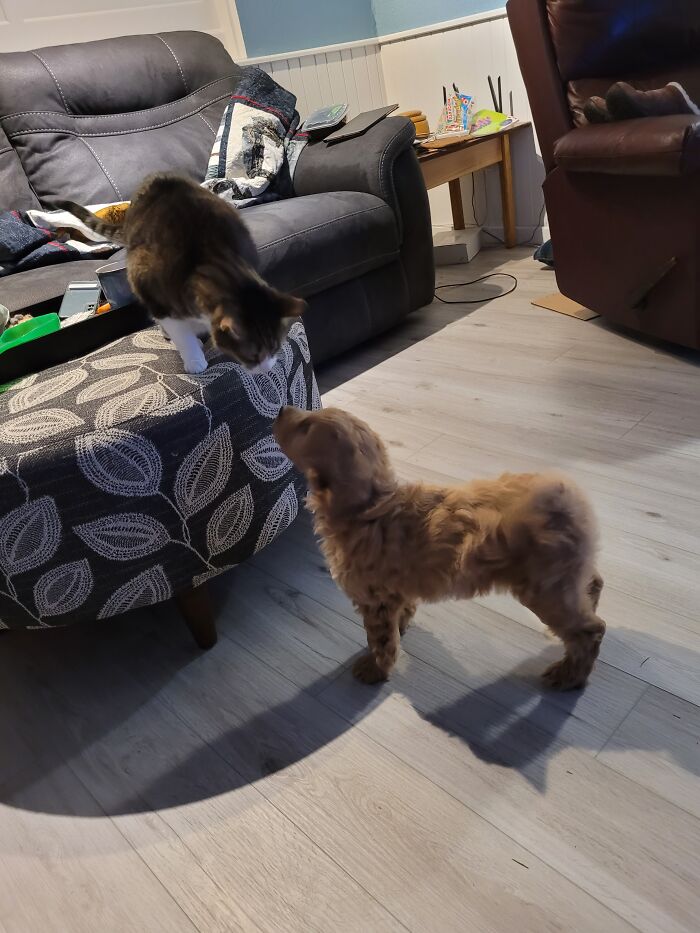 Ginger (The Dog) On Her First Day Home, Meeting Her Big Brother Chaucer (The Cat.)