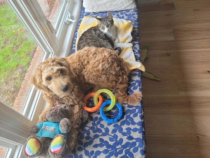 Ginger (The Dog) At Six Months Old, Sitting On Her Big Brother, Chaucer (The Cat.)