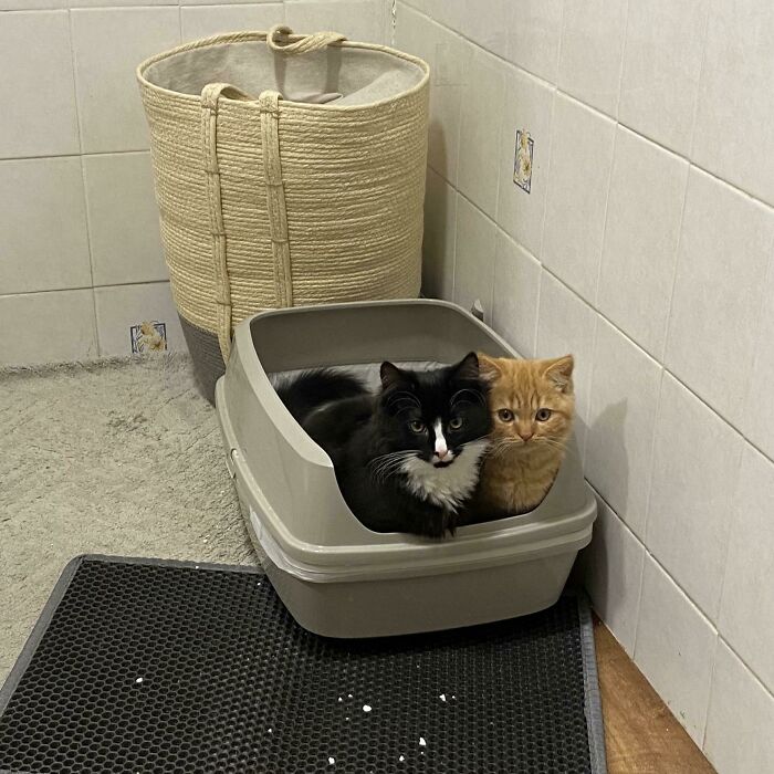 Small Apartment + Two Kittens = Two Kitties Politely Pooping In One Litter Box