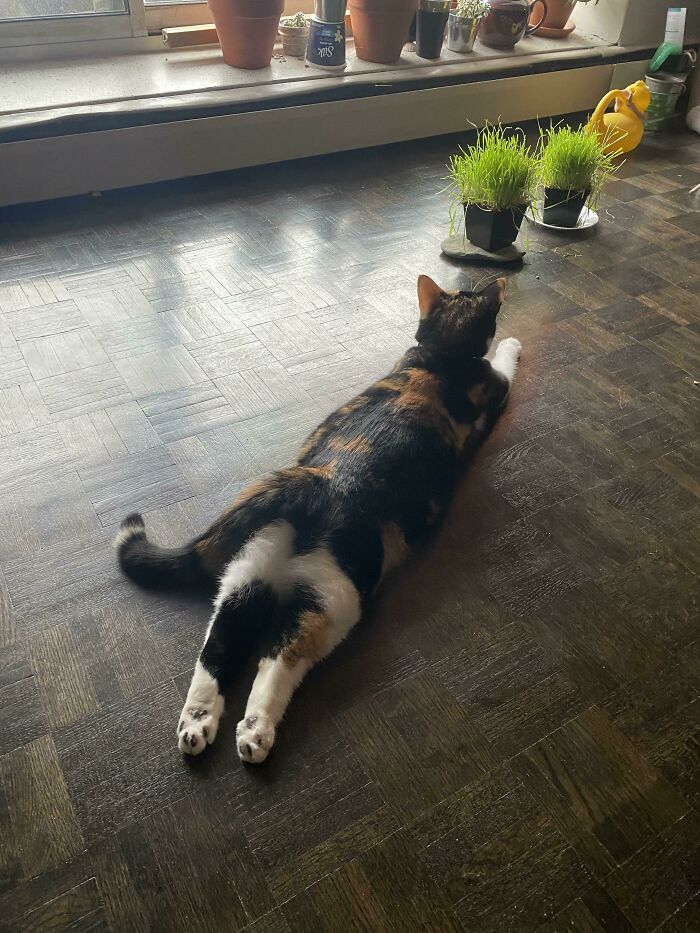 She Makes Me Giggle Every Time She Sploots - Look At Those Feets