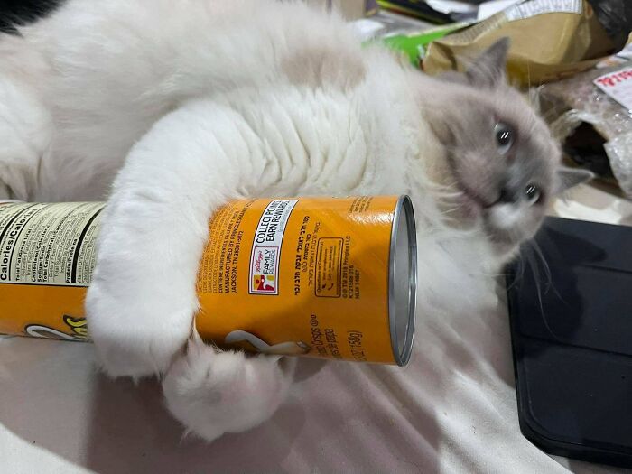 Please Enjoy These Pictures Of My Cat Hugging His Emotional Support Pringles Can