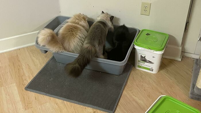 They Act Like They Don’t Have 4 Litter Boxes