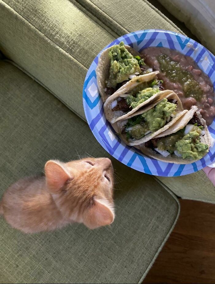 Empty Head Thought He Could Finish 4 Tacos (He’s Only The Size Of 3)