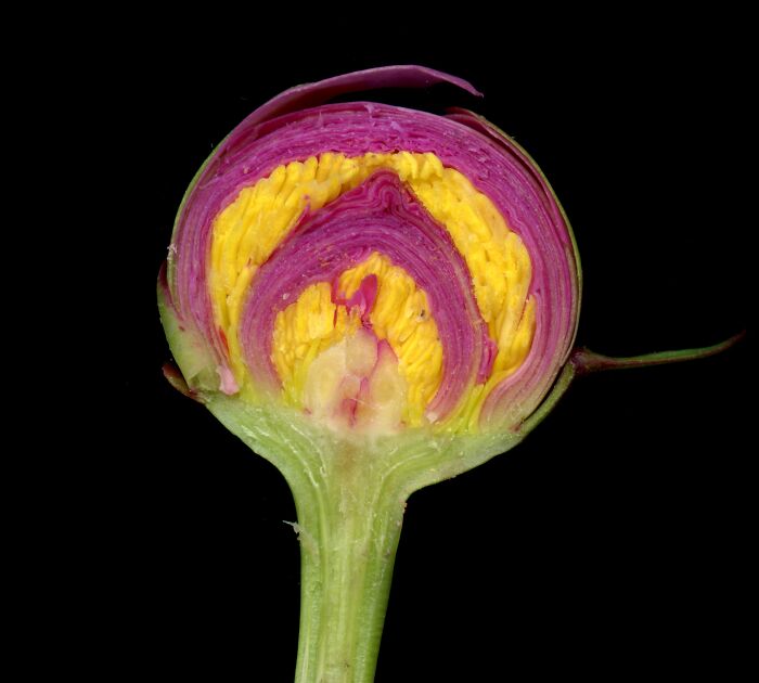 Peony Bud