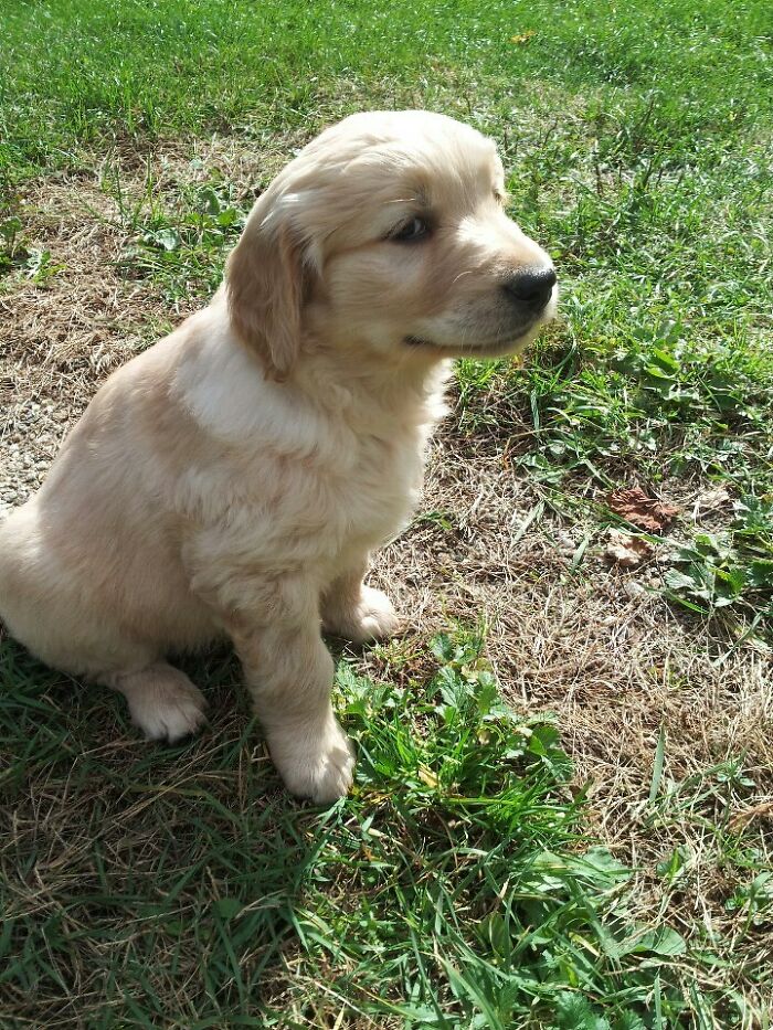 Brown puppy sitting and looking