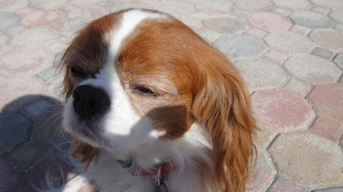 White and brown dog looking