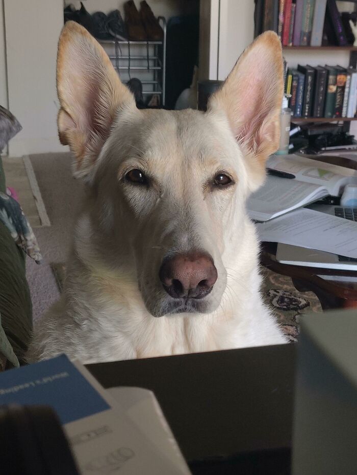 White dog sitting and looking