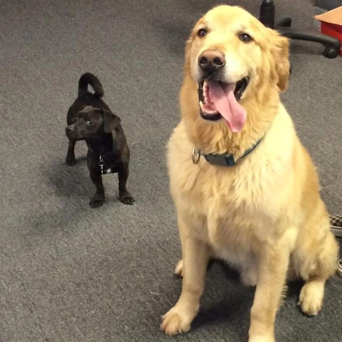 Brown dog sitting and smiling and black dog looking