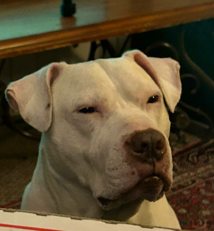 White dog sitting and looking