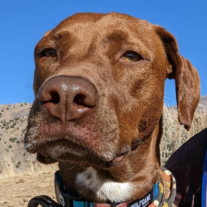 Close up brown dog looking