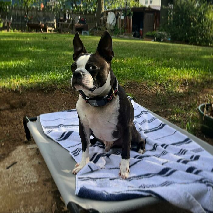 White and black dog sitting and looking