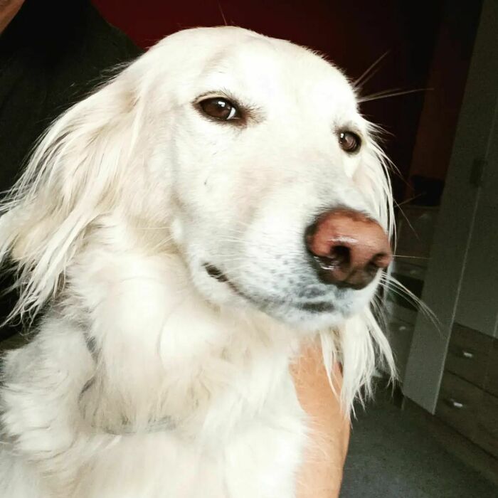 White dog looking and smiling