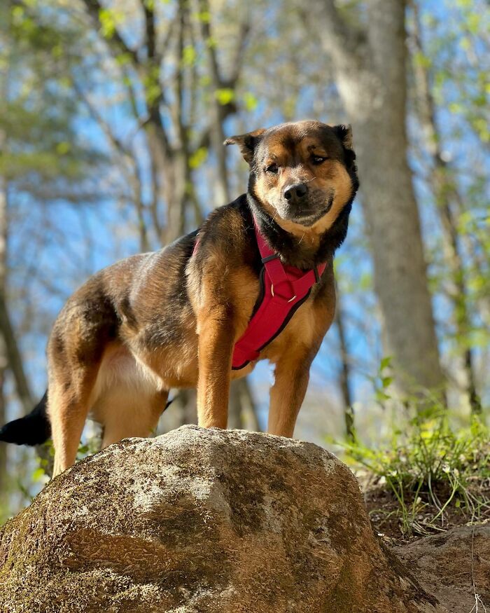 Brown dog standing and looking