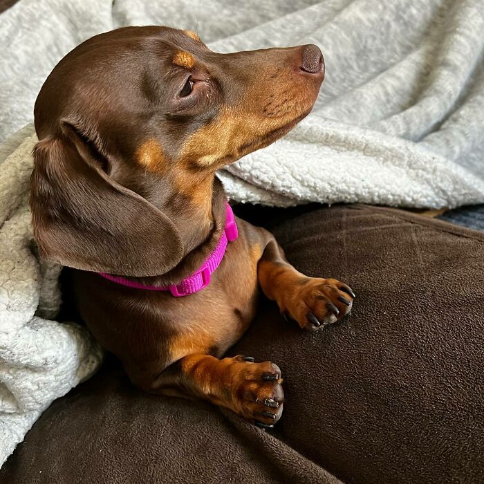 Brown dog lying on the ground and looking