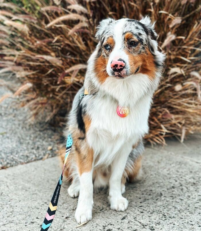 White dog with black dots looking