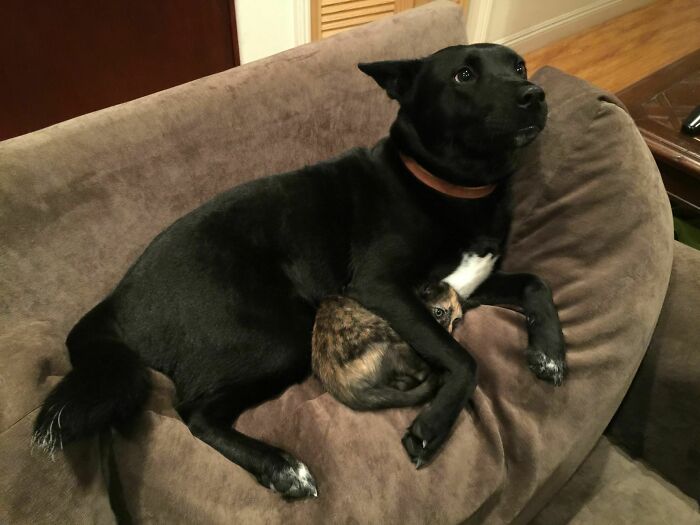 Came Home To My Roommate's Dog Protecting My Kitten From The Loud Thunder And Lightning Outside