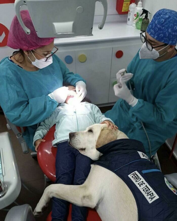 Sweet Support Dog Who Gives Comfort To Children At The Dentist, Priceless