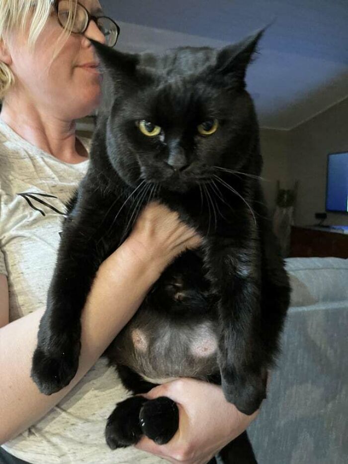 My Mother Holding My Very Annoyed 20lb Cat