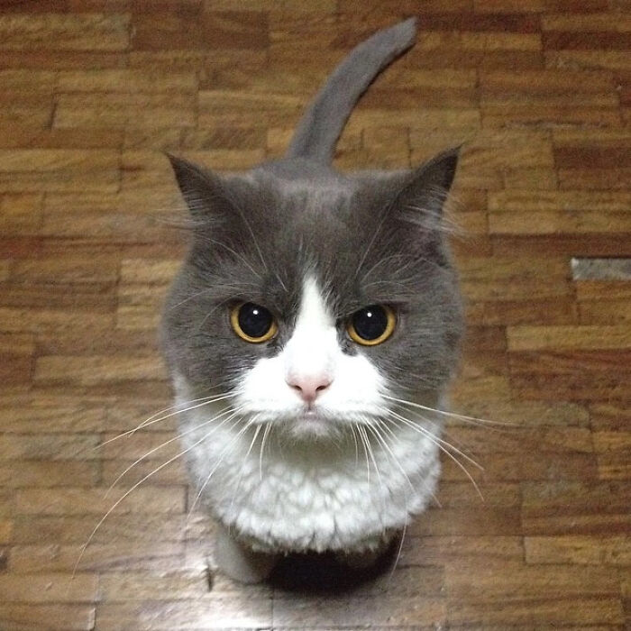 40 Times People Just Had To Snap A Pic Of Their Angry, But Cute Cats