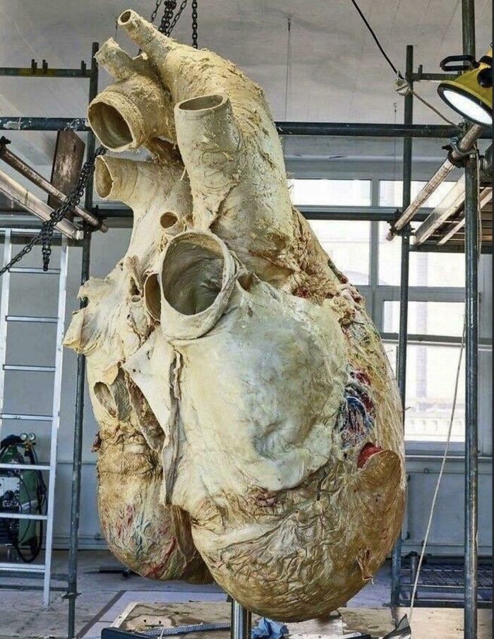 Weighing Over 400 Pounds, This Is The Heart Of A Blue Whale, The Largest Animal That Has Ever Lived
