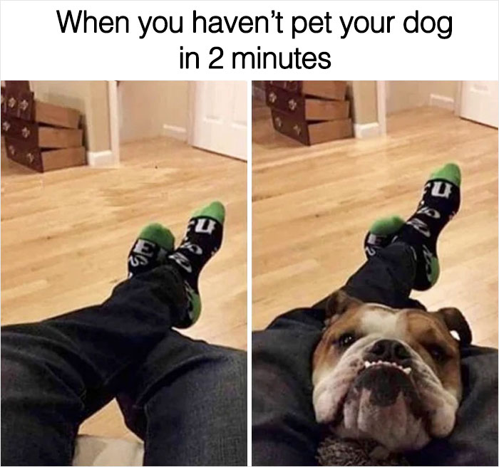 I Think Every Pet Parent Can Relate To These!