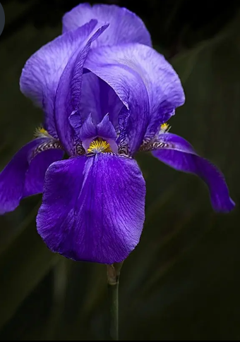 Blue-Iris-646e893fe4cd7.png