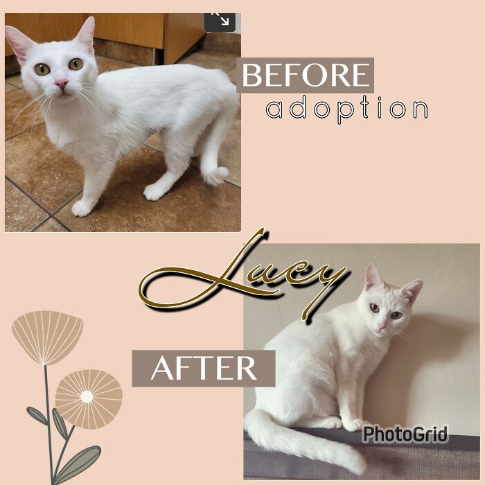 Lucy Adoption Day vs. 4 Mths Later