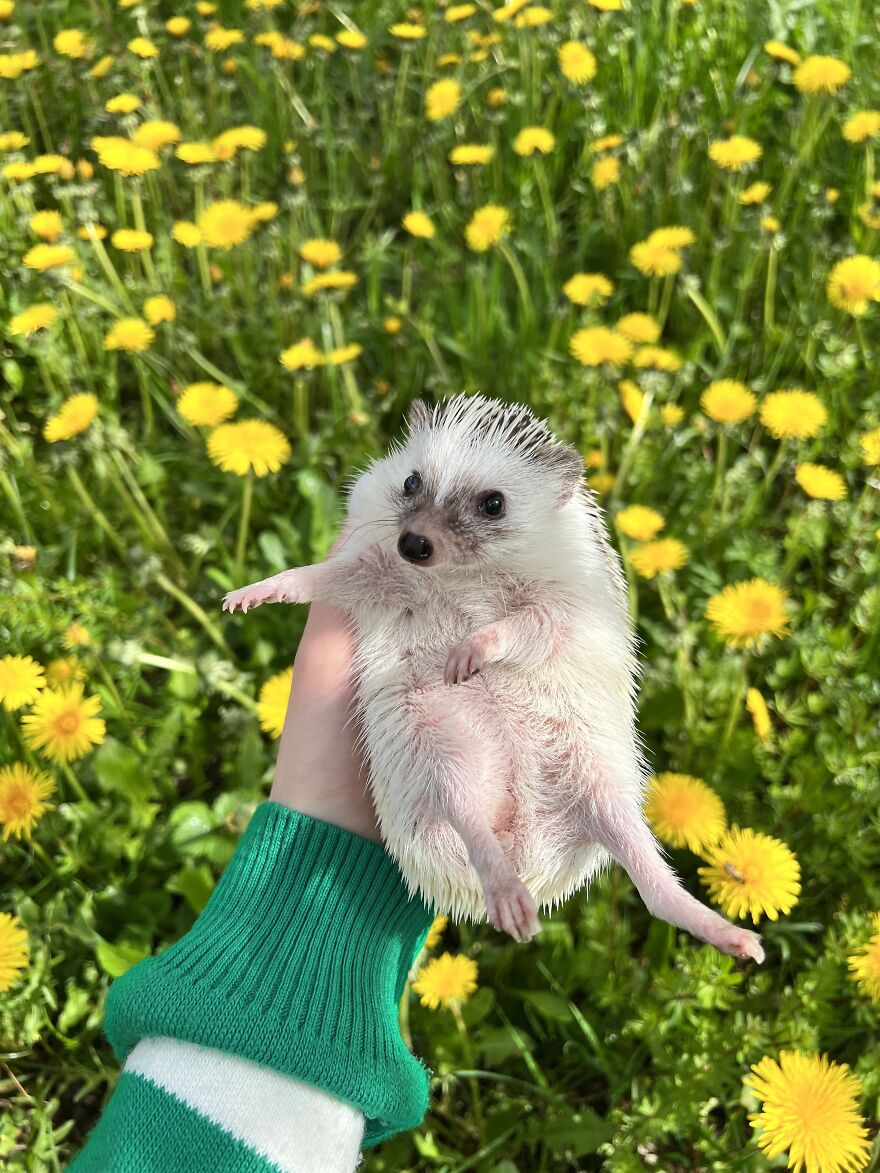 Guess😁 Who Who Is The Most Beautiful Flower?🥰