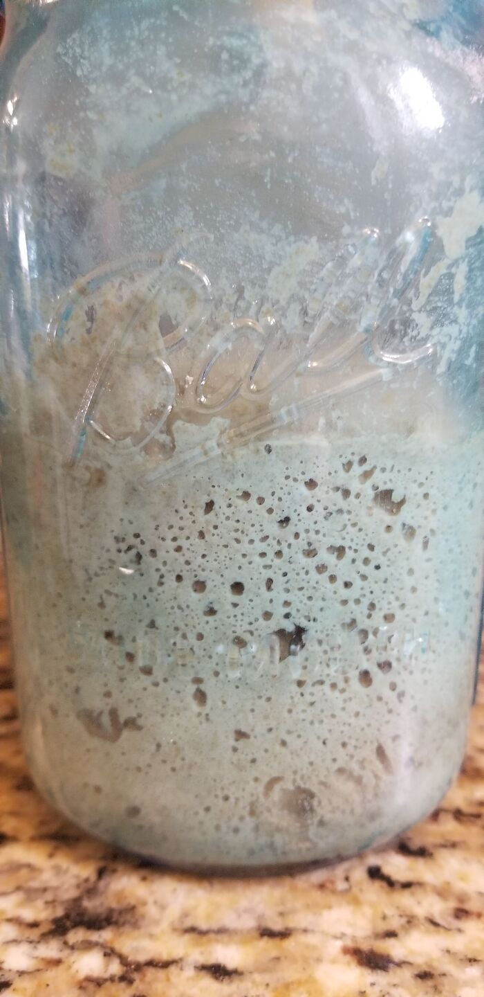 Sourdough Starter