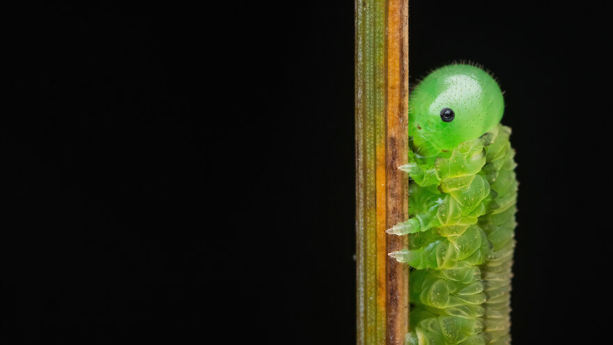 Shortlisted: "Sawfly Larva" By Alexis Tinker-Tsavalas